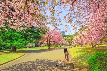 adrium Holz-Bild 50 x 30 cm: Nicht identifizierte Frau entspannt sich unter blühender Kirschbaum in Shinjuku Gyoen Nationalgarten. Shinjuku Gyoen ist die bes(95239193)