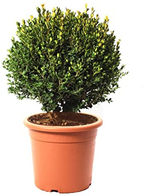 KENTIS - Bosso Sfera con Decorazione Vaso in Juta - Buxus Microphylla Faulkner - Piante Vere da Esterno - H 40/50 cm Sfera Ø 30/35 cm Vaso Ø 24 cm