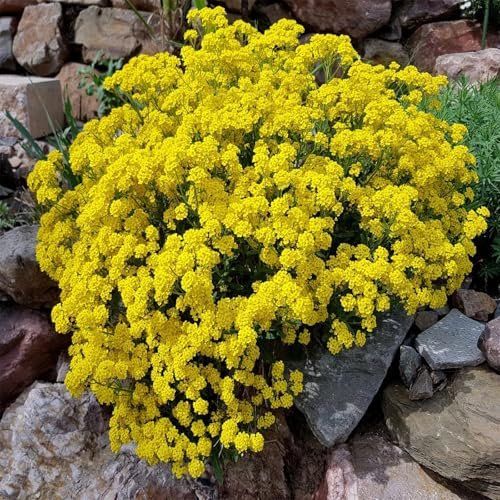100 graines Alysse Saxatile - Panier D'or - Corbeille d'or - Alyssum - Alysse Tapis Tapissante - Jaune - Fleur Jardin 344