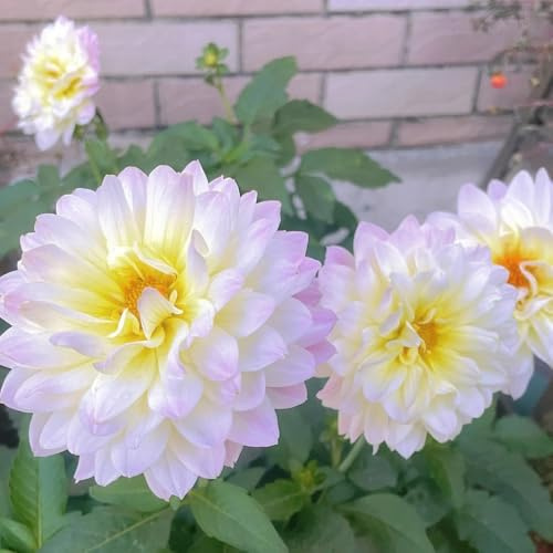 tuberi di dalia resistenti, decorazione da giardino per esterni esotiche, 3pcs
