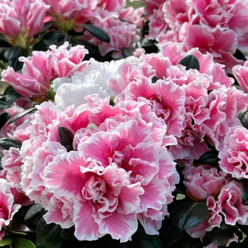 azalea semi di perenni di primavera balcone resistente scalapante decorazione sala soggiorno giardino selvatico interni 50pcs