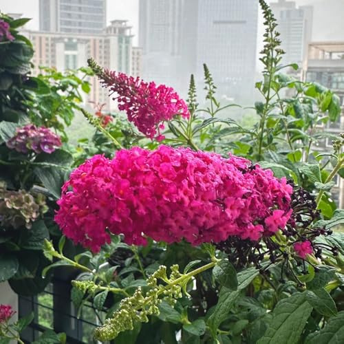 Semi di lillà farfalla, Buddleja lindleyana, giardino roccioso sono resistenti Buddleia, arbusti da resistenti, all'esterno 350pcs