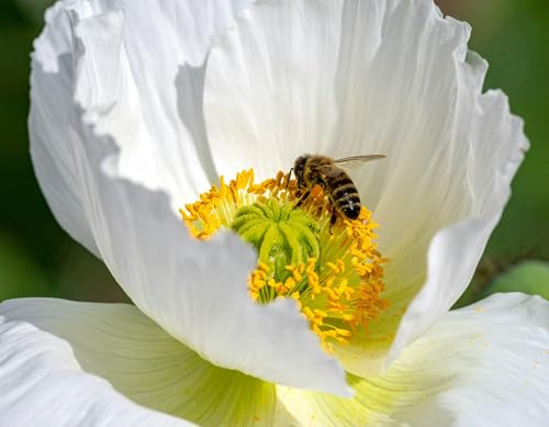 150 weiße Mohn Samen (Papaver somniferum var. album) schneeweiße edle Blütenfarbe Blüte, Saatgut für bienenfreundlich pflegeleicht hitzetolerant Lichtkeimer Saatgut Augenweide Balkon