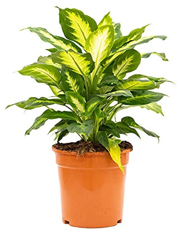 Bonplants Dieffenbachia Camilla, Pianta Vera da Appartamento, Vaso 21, h 45 cm