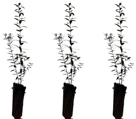 3 Plantas natural Myrtus Comunnis. Mirto. 20-30 cm. En cepellón listos para plantar. Aromática, resistente, atrae polinizadores, ideal para setos, mejora suelos y tiene usos medicinales.