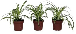 Plant in a Box - Chlorophytum comosum 'Atlantic' - Graslilie - 3er Set - Grüne Zimmerpflanze - Topf 12cm - Höhe 25-40cm