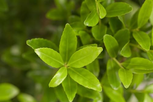 Ilex maximowicziana var. kanehirae 50–60 cm – Winterhart, Immergrün, Pflegeleicht – Japanische Stechpalme – Heckenpflanze für Garten & Sichtschutz
