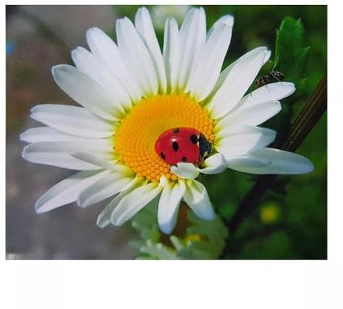 Aimaor Malen Nach Zahlen Erwachsene,Gänseblümchen Tier Paint by Numbers Adult Bastelset Malen-Nach-Zahlen Kinder Anfänger Leinwand Kreativ Set DIY Set Malen nach Zahlen（DIY Frame） 50x65cm