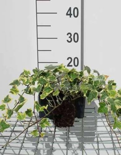 12 x Hedera helix Goldchild - Edera dorata - vaso 9x9 cm