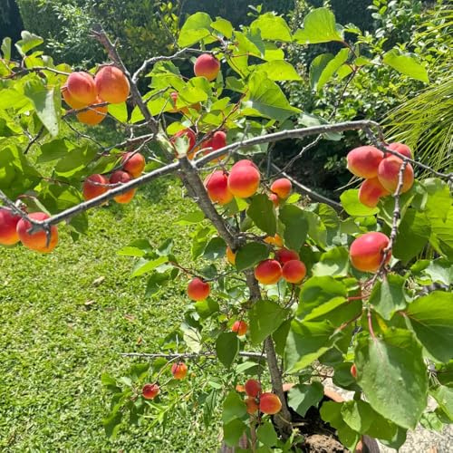 Semi di albicocca, per il giardino da esterno giardino di da esterno resistenti frutteto regali per gli amanti del frutto nani resistenti frutto colonnari 10pcs