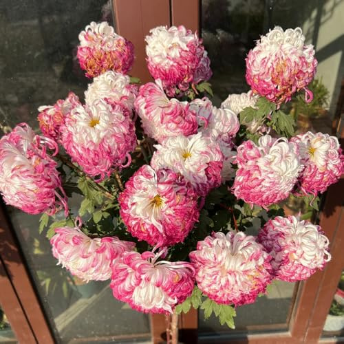 semi di crisantemo resistenti decorazione da giardino per esterni, tappeto to crisantemo to perenni da giardino, rare, 700pcs