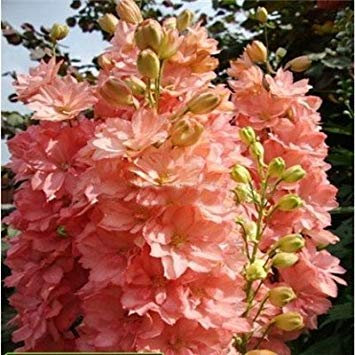 Potseed Semi di Fiore: Rittersporn-Rosa Sorriso Semi dei Fiori per Balcone Giardino [Semi di Giardino Domestiche Eco Pacchetto]