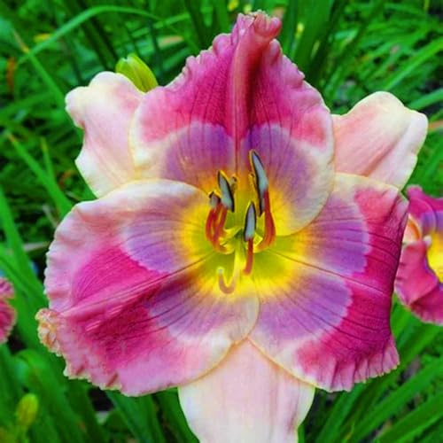 Taglilien Rhizome/Winterhart/Perfekt als Gartendekoration/(NVNJHJN)-10 rhizome-D