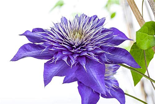 Waldrebe Clematis Multi Blue 60-100 cm Kletterpflanze winterhart