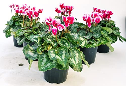 POWERS TO FLOWERS - CICLAMINO A FIORE GRANDE BICOLORE, CICLAMINO DA BALCONE, 6 PIANTE, VASO 14CM Diametro, piante vere