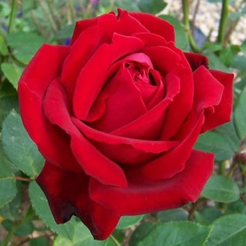 Rosal Grandiflora Rojo PREMIUM Planta de Exterior