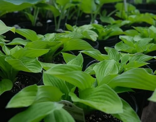 50 graines de plantes Hosta vertes
