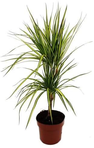 Dracaena marginata Sunray Sonnenstrahl-Drachenbaum 17cm Topf 2er Tuff