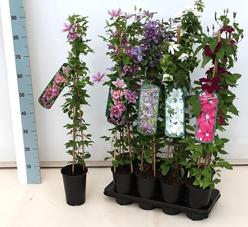 Clematis viticella 'Waldenburg' 60–100 cm – Winterhart, Mehrjährig, Pflegeleicht – Italienische Waldrebe – Kletterpflanze für Pergola & Rankhilfe