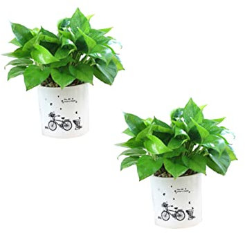 Sosoport 2St Glasbehälter für Terrarien saftiges Terrarium afrikanisches Dekor tiefer Pflanzkübel runde Vase Glasdekor Blumentöpfe gießkanne Blumentopf Pflanzenhalter runden Container Weiß