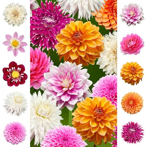 9 x Dahlienknollen Mix 'Rainbow Collection' | Sommerblumen | Holland-Qualitat | Dahlien Zwiebeln | Blumenzwiebeln - The Bulb Farmers