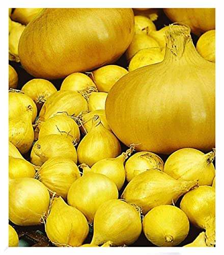 BALDUR Garten Baldur-Steckzwiebeln Echte Stuttgarter Riesen, 75 Stück, Pflanzzwiebel, Speisezwiebel, robust und ertragreich, sehr große flachrunde Zwiebeln