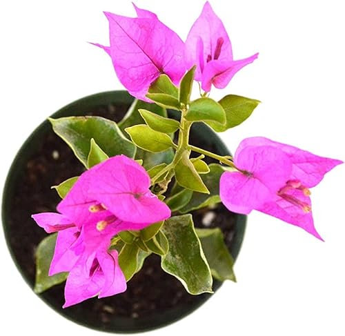 Buganvilla - Enredadera Natural con Flores de Colores -Planta Decorativa de Gran Belleza