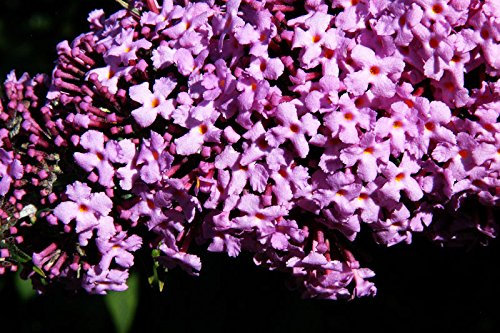 Sommerflieder Schmetterlingsflieder rosa Blüte Sommerflieder Pink Delight Buddleja davidii Pink Delight Containerware 40-60 cm hoch