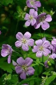 Wild Geranium - Geranium Maculatum Perennial Bare Root Live Garden Plant