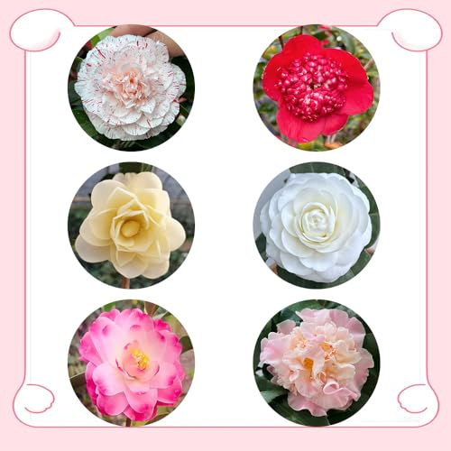 semillas resistentes de camelia - balcón jardín 30pcs