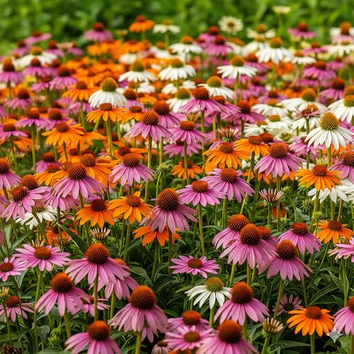 GardenersDream 5X Plantes d’Échinacée en Pots – Arbustes à Fleurs Orange, Rose, Violet et Blanc – Plantes de Jardin Extérieur Captivantes et Faciles d’Entretien (pots de 11 cm inclus)