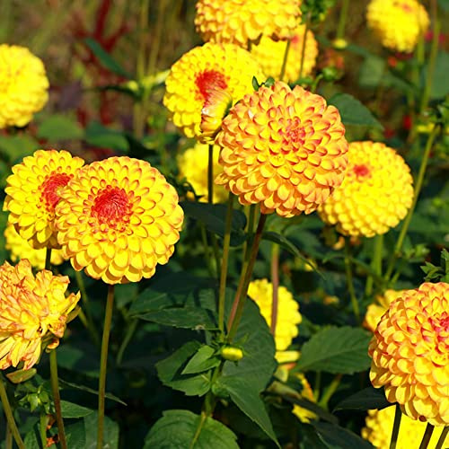 dalia semillas balcón jardín semillas jardín silvestres hoja perenne decoración decoración prado silvestres, siembra otoño, 300pcs