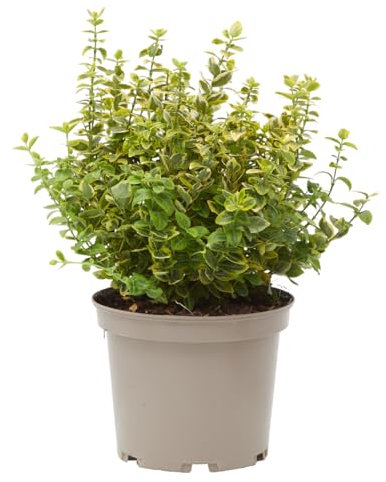 Verdecora Euonymus fortunei en maceta de 5L | Euonymus fortunei | Arbusto de Exterior con Follaje Variegado y Compacto | Ideal para Setos, Bordes y Jardines Ornamentales