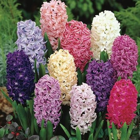 Hyacinth Flower Seeds 30pcs Mixed