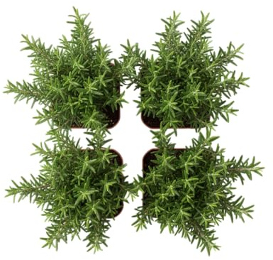 Pack Brisa Mediterránea de 4 Plantas de Romero DECOALIVE | Hierbas Aromáticas Vivas para Balcón