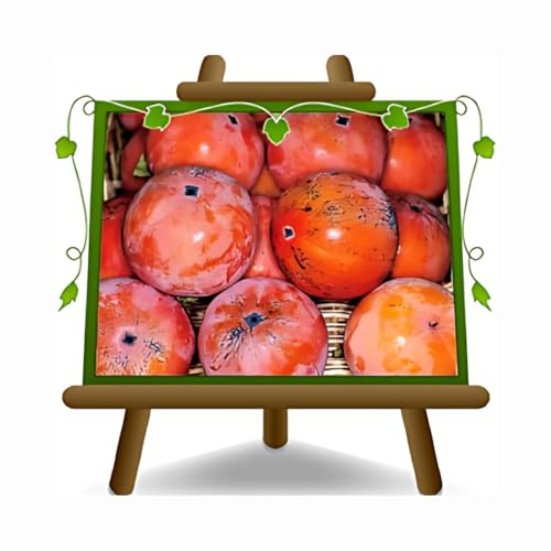 Kaki - pollinerande kaki, sort Mercatelli - fruktträd i kruka på 24 cm - maximal höjd 180-200 cm - 6-7 år