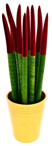 POWERS TO FLOWERS - SANSEVERIA CILINDRICA COLOR LIFE XXL ROSSO IN VASO CERAMICA ORO, pianta vera
