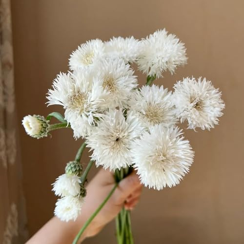 Semillas de aciano, perenne, resistente interior orgánicas decoración 420pcs