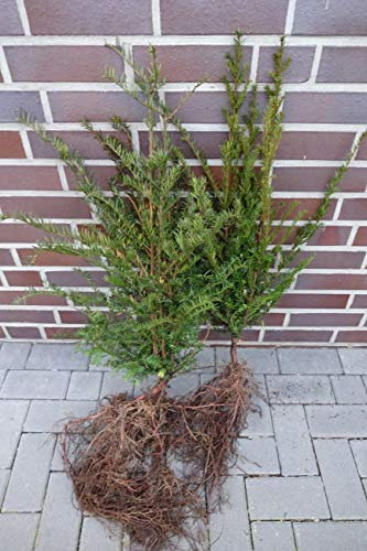 60 Eiben 50-80cm Wurzelware frisch vom Feld Gartenhecke Heckenpflanzen Immergrüne Pflanze Taxus baccata Eiben