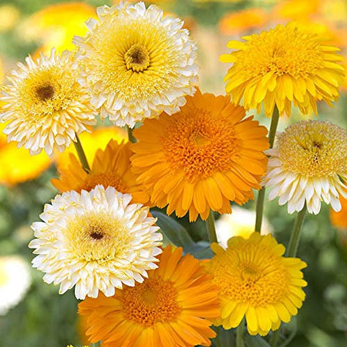 50 Calendula Officinalis Kinglet Formula Mix Seeds - Pot Marigold - 50 Seeds