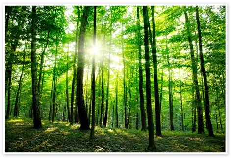 Solljus i grön skog, vår Poster 90 x 60 cm Grön Tavlor Väggdekoration