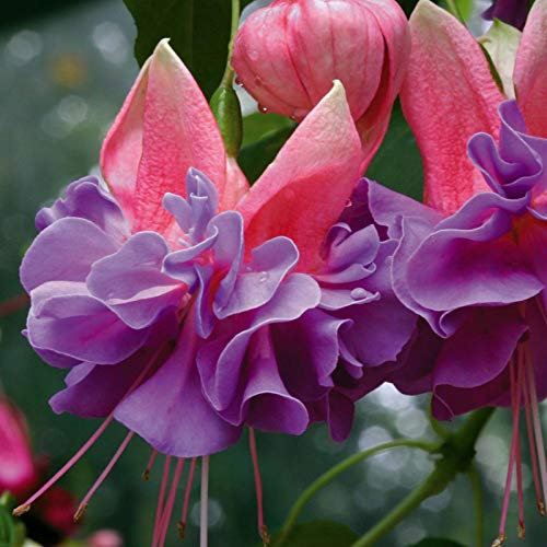 Fuchsia Trailing Giant 'Cecile' Garden Plug Plants Pack x6