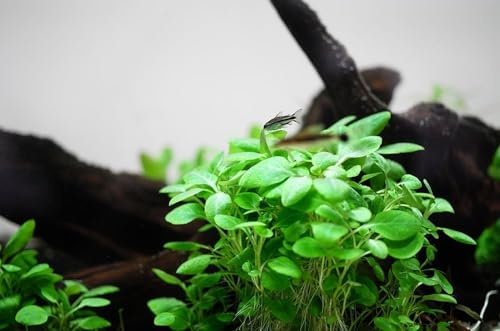 AquaOne Aquarium Pflanze In Vitro Lobelia cardinalis 'Mini' Wasserpflanze | 1-2-Grow Aquariumpflanze Becher Labor-Aquarienpflanzen Dekoration Aquascaping