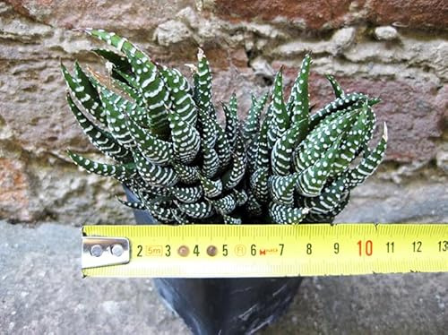 Haworthia reinwardtii caespitosa 10cm, cactus, suculenta