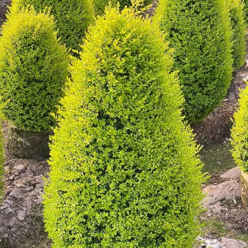Semillas de aligustre - de jardín bancal elevado resistentes exteriores que requieren pleno sol Jardín interior en balcón rocas decoración 200pcs