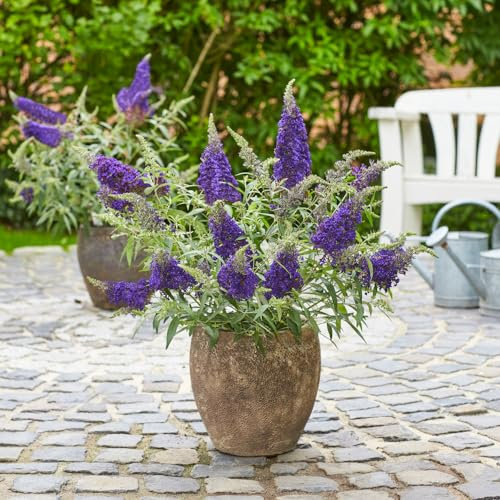 Buddleia 'Summer Bird Blue' Plug Plant x 4. Butterfly Bush. Dwarf Purple Blue buddleja for Patio pots. Plants for Pollinators. Available from Bedwen Plants.