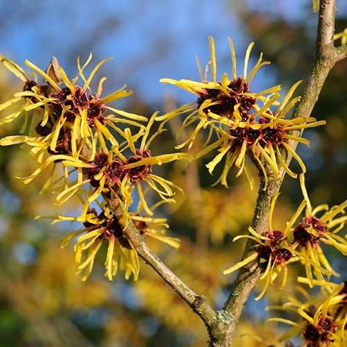 Gelbblühende Zaubernuss Arnold Promise Hamamelis intermedia Pflanze mit 100-120 cm im 23 cm Topf
