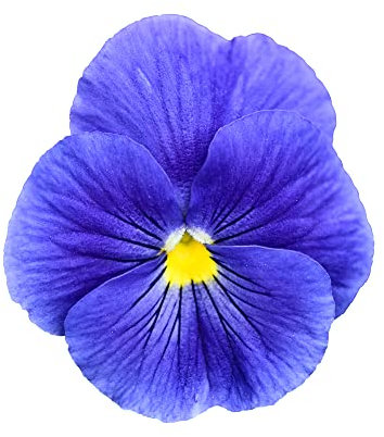Pansy Plants, 'All the Blues' Mix, 20 x Full Plant Pack, Bedding Plants, Pansies, Blue Pansy, Garden Flowers, Pansies, Garden Ready and Ready to Plant, Premium Quality Flowers