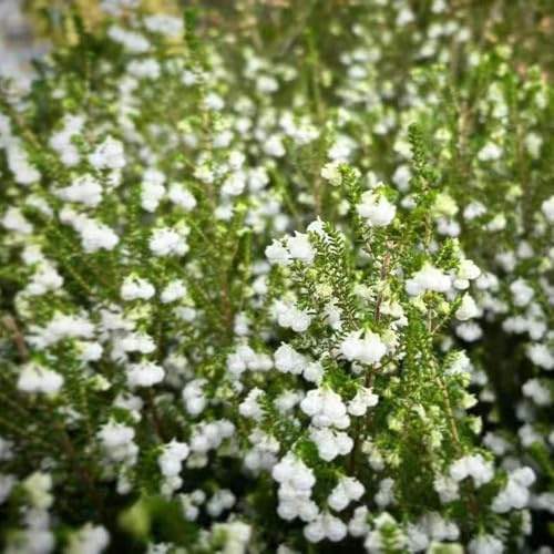 Heidekraut indoor kräutergarten balkongewächshäuser frühblüher schnittblumen sommerblumen blumenstauden winterhart frühlingsblumen blumenbeet balkon blumensaat blumenwiesensaat bonsai 400samen
