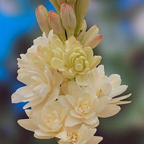 Tuberosa Bulbi,Bulbo erbaceo perenne,Ambiente paesaggistico,Tagliare,Bulbo profumato,pianta di tuberosa,Tuberosa fiore(Senza Semi,Non artificiale,resistente)-4bulbi-A